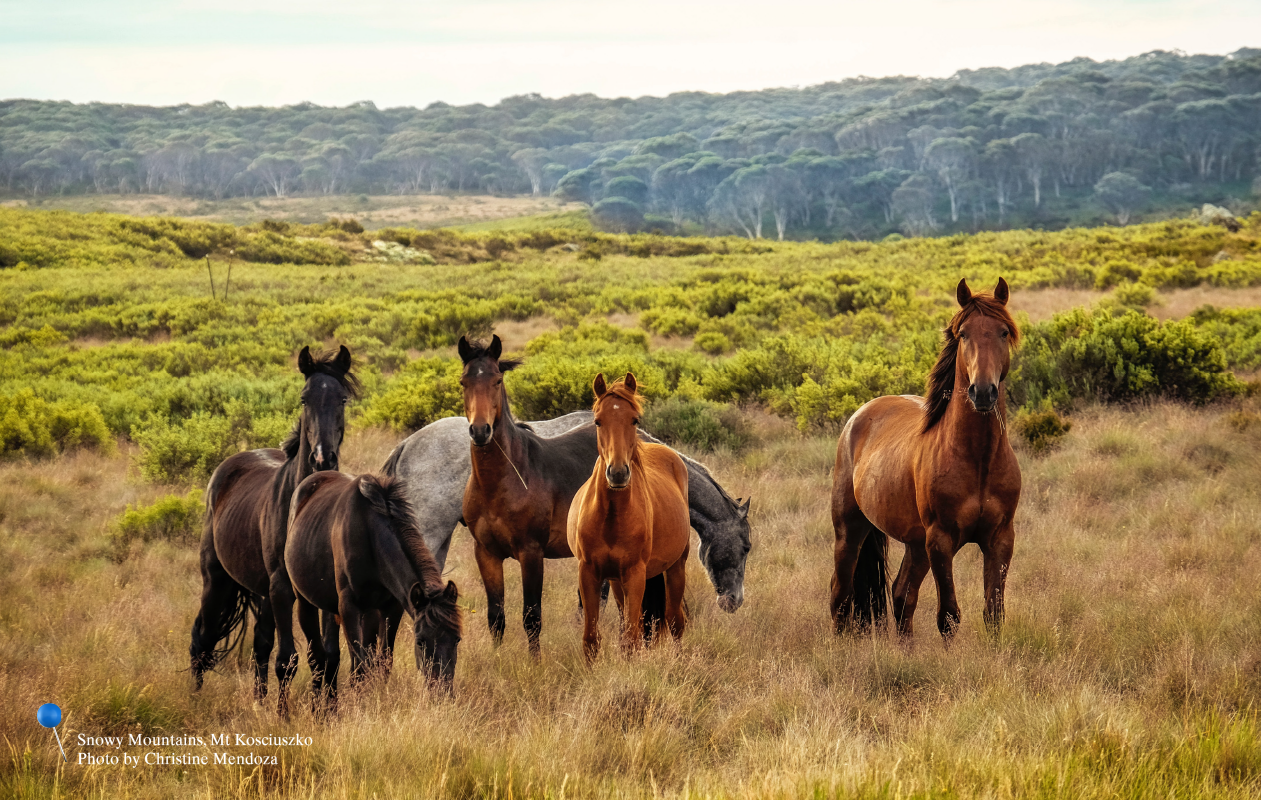 FELTRE PullOpen® Caravan Lever Handle - V1241